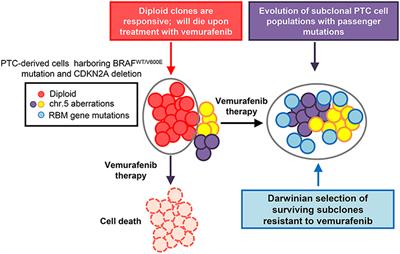 Clonal Reconstruction of Thyroid Cancer: An Essential Strategy for Preventing Resistance to Ultra-Precision Therapy